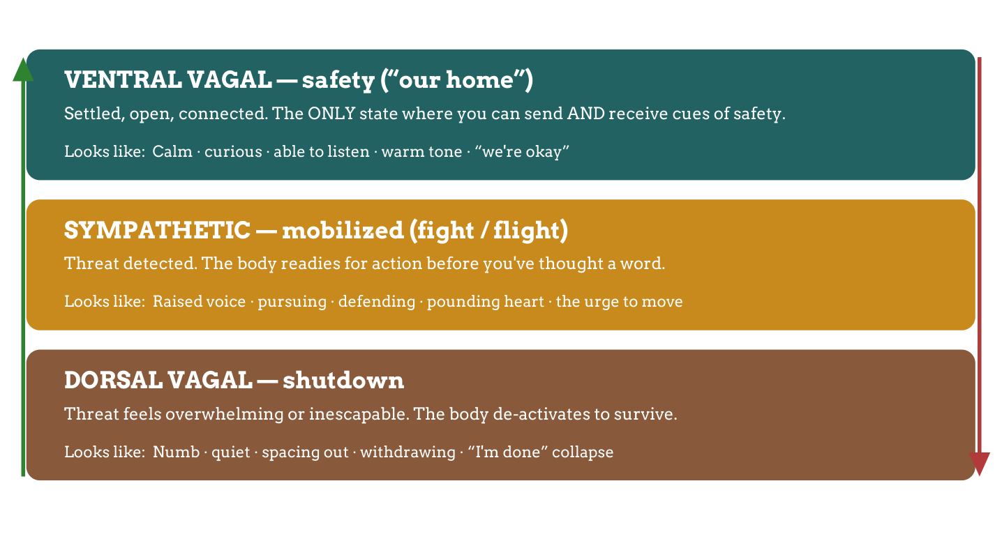 Diagram: Deb Dana's autonomic ladder — ventral vagal safety, sympathetic, dorsal vagal shutdown